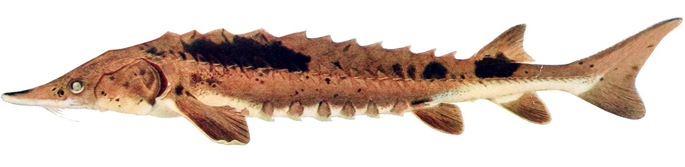 Image Source: Wikimedia Commons/Public Domain