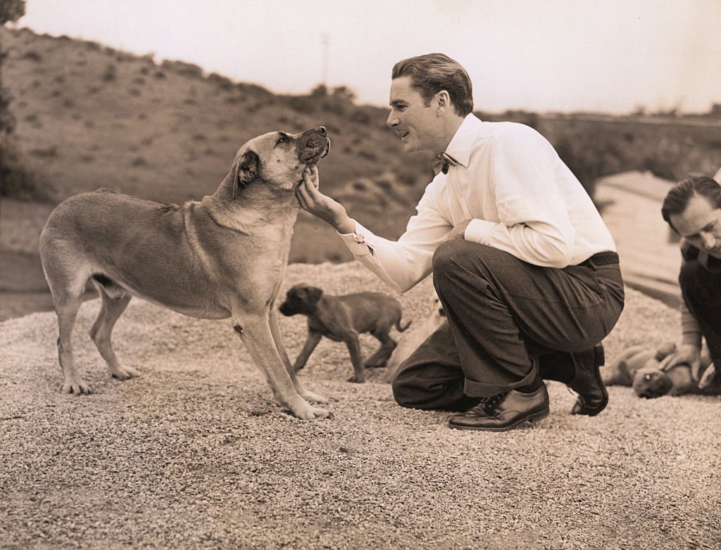 Image Source: Getty Images / Errol Flynn introduced the first Rhodesian Lion Hounds to the U.S.A.