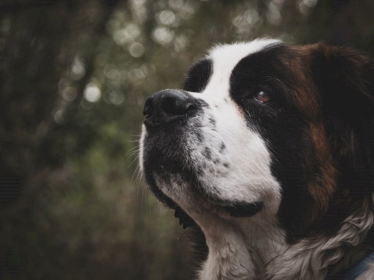 Image Credit: Unsplash / JJ Shev
