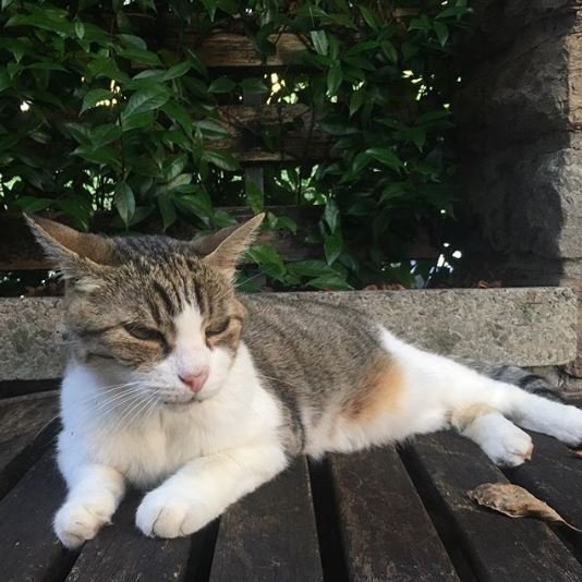Crédito de imagen: Instagram/gatinho.mingau Crédito de imagen: Instagram/gatinho.mingau