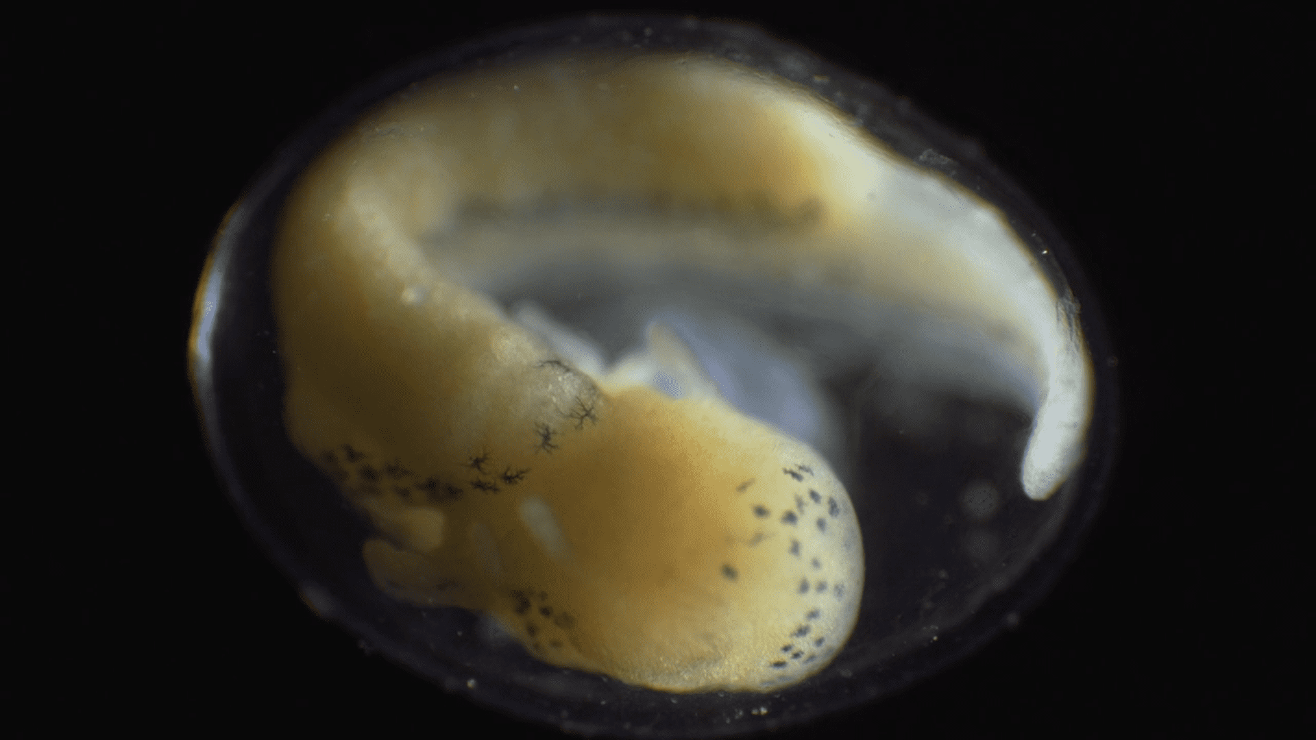Image Credit: Vimeo/Jan van IJken Image Credit: Vimeo/Jan van IJken