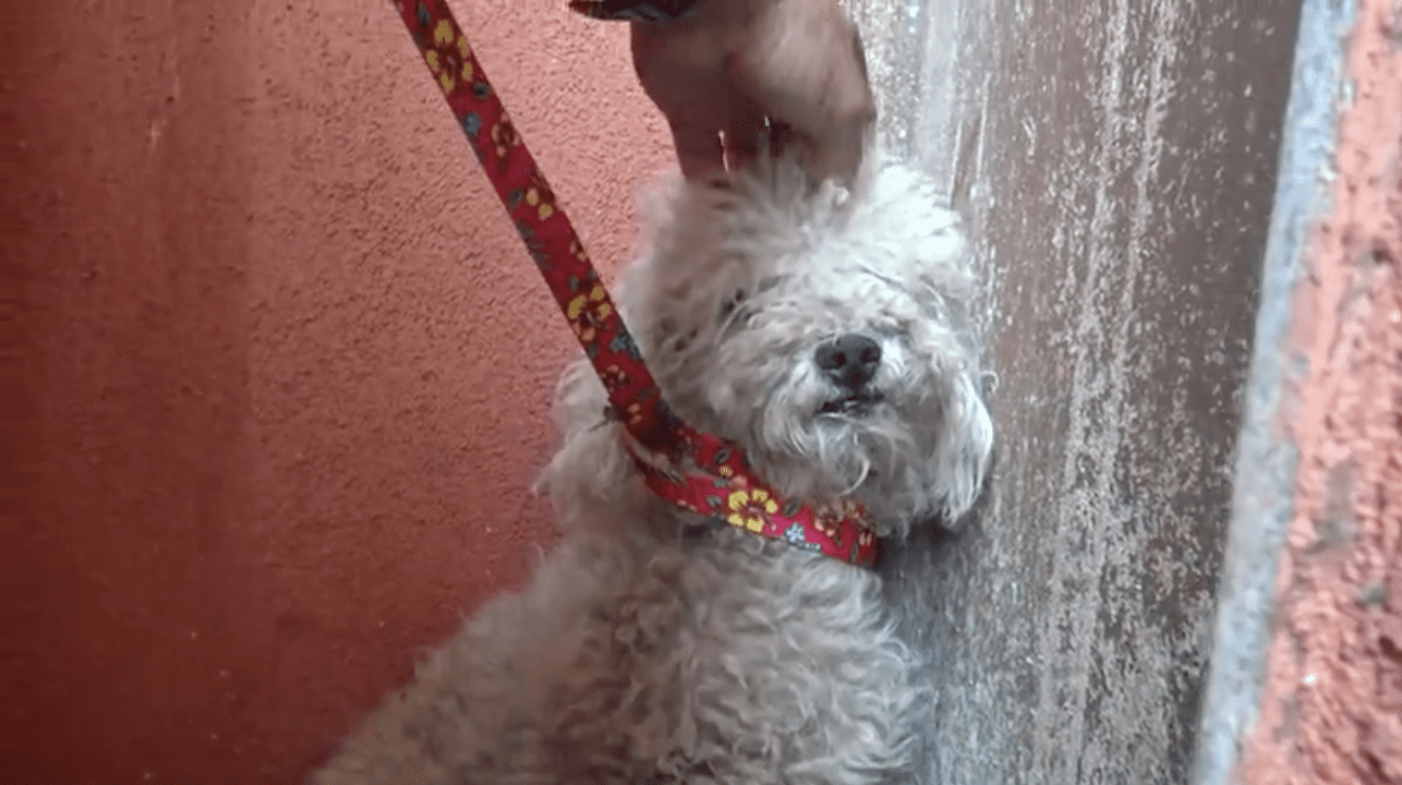 Image Credit: YouTube/Hope For Paws Image Credit: YouTube/Hope For Paws
