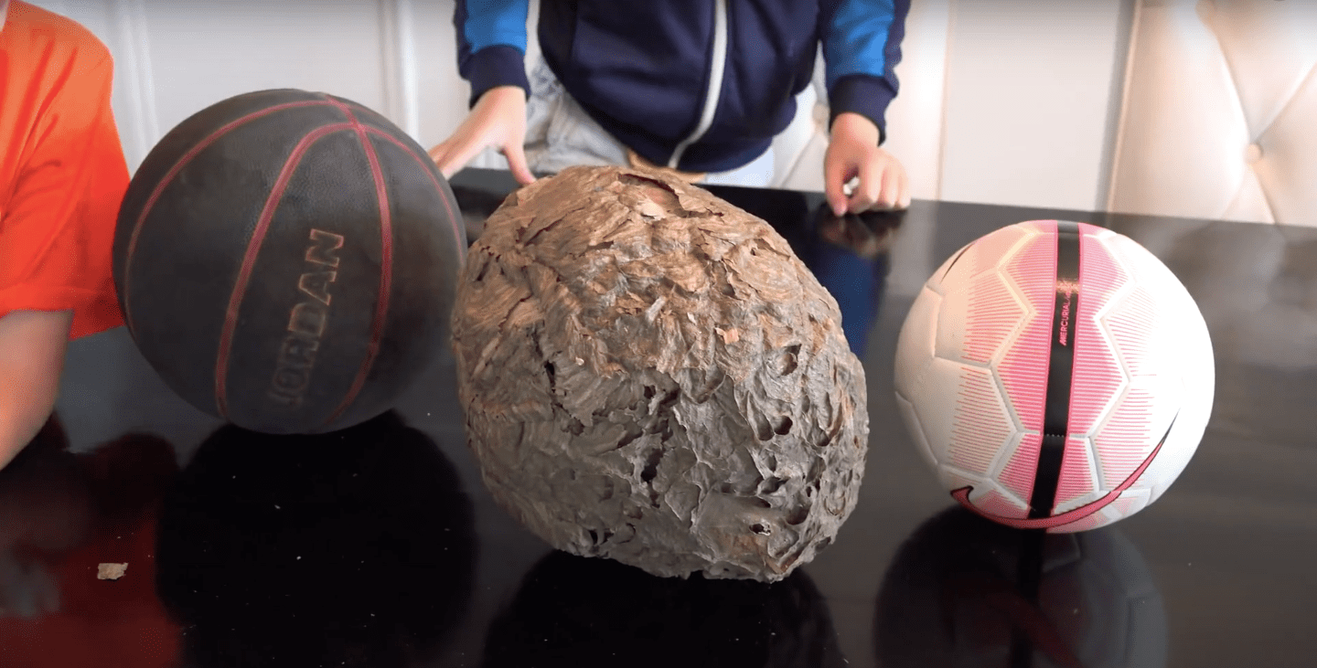 Image Credit: YouTube/What's Inside? Image Credit: YouTube/What's Inside?