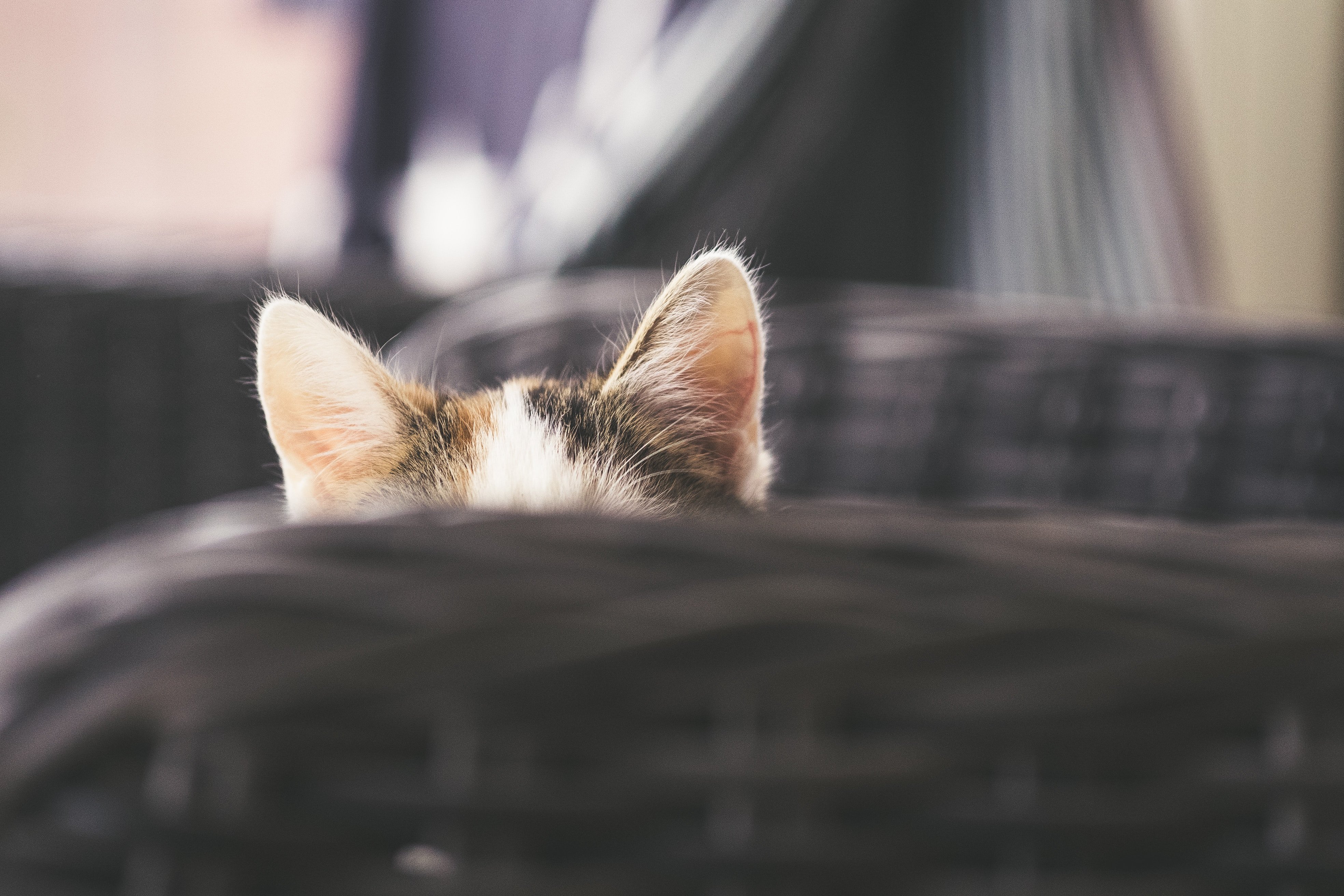 Cat hiding out of sight | Unsplash