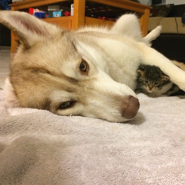 Image Credit: Facebook/Lilo The Husky Image Credit: Facebook/Lilo The Husky