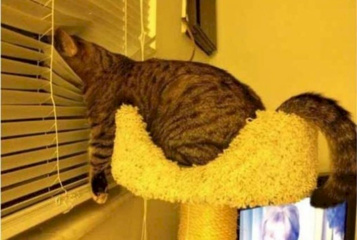 Créditos de imagen: Imgur/batgrl19 Créditos de imagen: Imgur/batgrl19