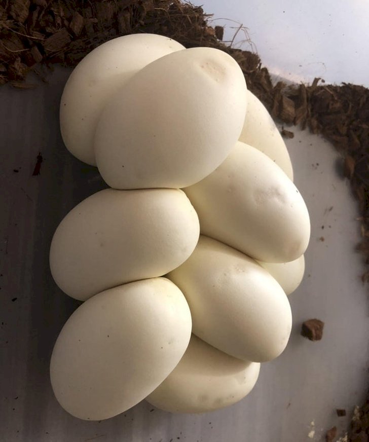 Créditos de imagen: glydy/reddit Créditos de imagen: glydy/reddit