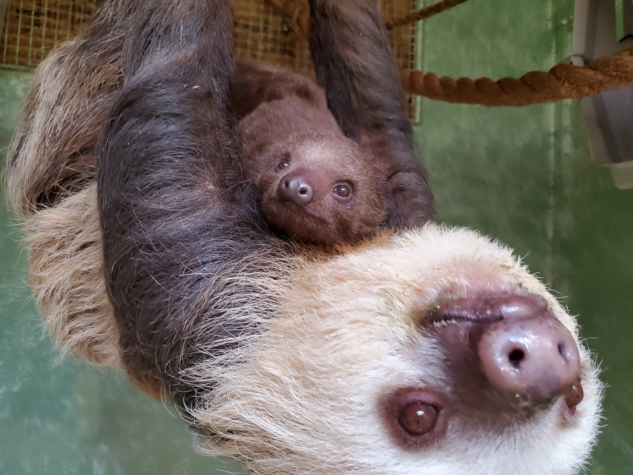 Image Credits: Facebook/Cheyenne Mountain Zoo Image Credits: Facebook/Cheyenne Mountain Zoo