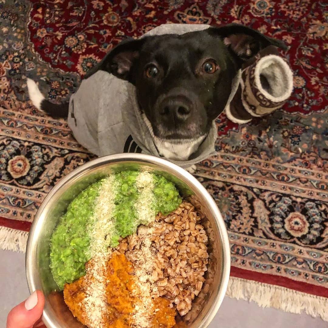 Image Credits: Instagram/doghealthyfood Image Credits: Instagram/doghealthyfood