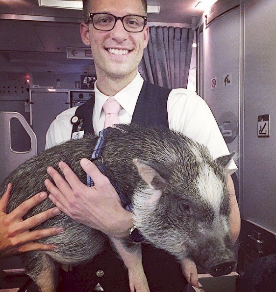 Crédito de imagen: Instagram/hamlet_the_beach_hog Crédito de imagen: Instagram/hamlet_the_beach_hog