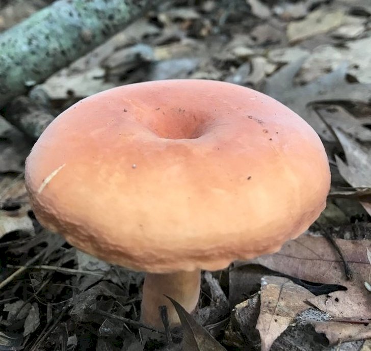 Créditos de imagen: Anemonean/reddit Créditos de imagen: Anemonean/reddit