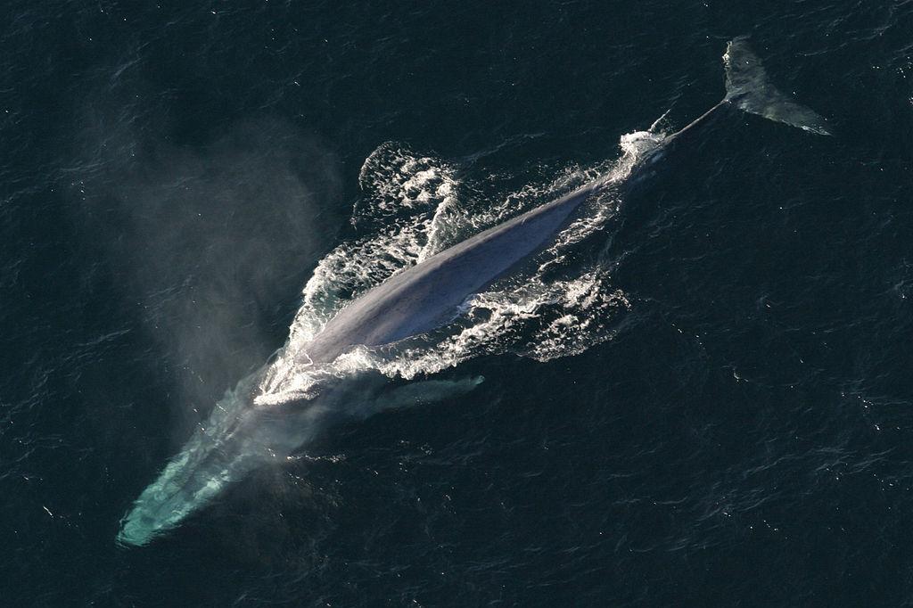 Largest Animals On Planet Earth