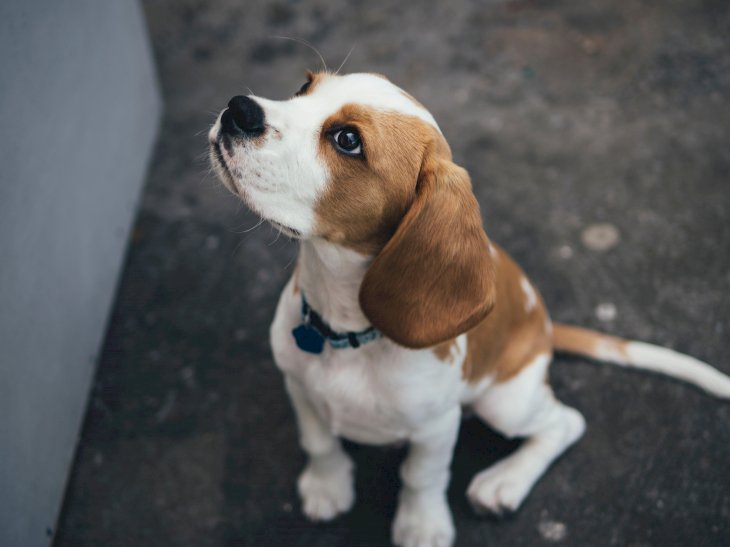 Image Credit: Unsplash / Marcus Wallis