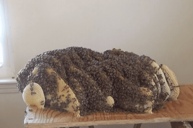 Image Credit: YouTube/Jeff_Horchoff_Bees