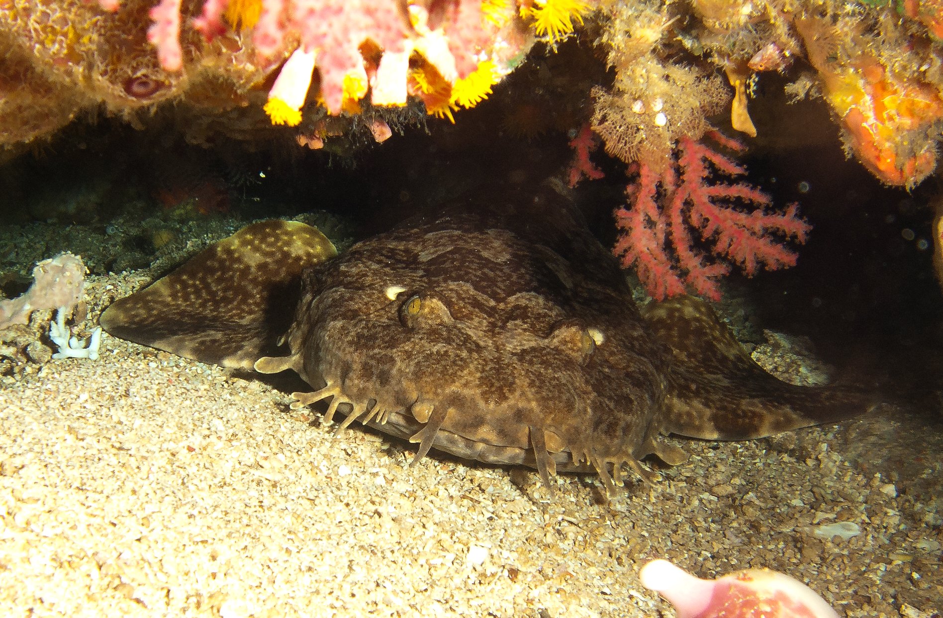 Image Source: Wikimedia Commons/prilfish (CC BY 2.0)