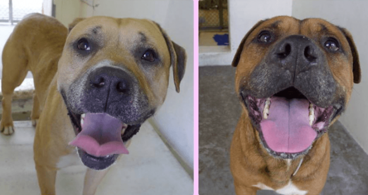 Créditos de imagen: Facebook/ Saving Carson Shelter Dogs Créditos de imagen: Facebook/ Saving Carson Shelter Dogs
