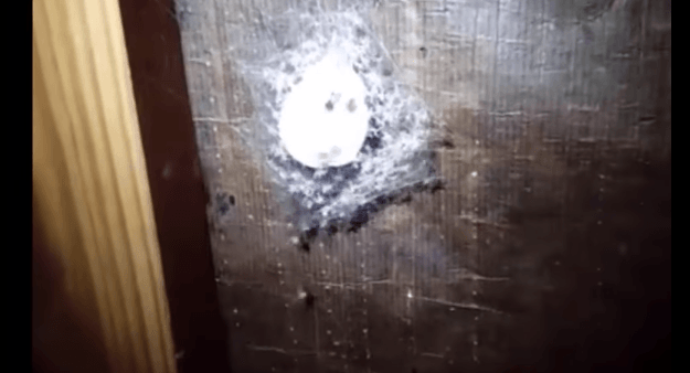 La mujer intenta lidiar con un nido de arañas pequeñas, pero luego