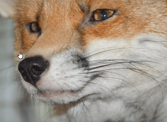 Image credit: Facebook/National Fox Welfare Society Image credit: Facebook/National Fox Welfare Society