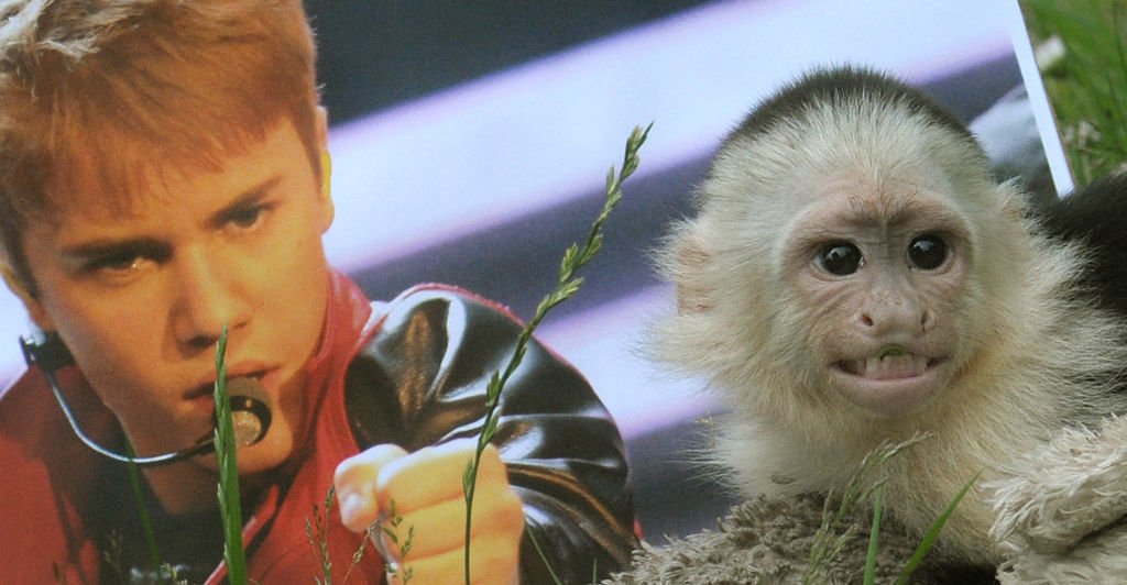 Image Credit: Getty Images / The monkey Mally of Canadian singer Justin Bieber in a animal shelter in Munich, Germany, 02 April 2013. Image Credit: Getty Images / The monkey Mally of Canadian singer Justin Bieber in a animal shelter in Munich, Germany, 02 April 2013.