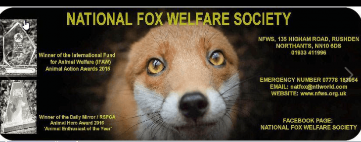 Image credit: Facebook/National Fox Welfare Society Image credit: Facebook/National Fox Welfare Society
