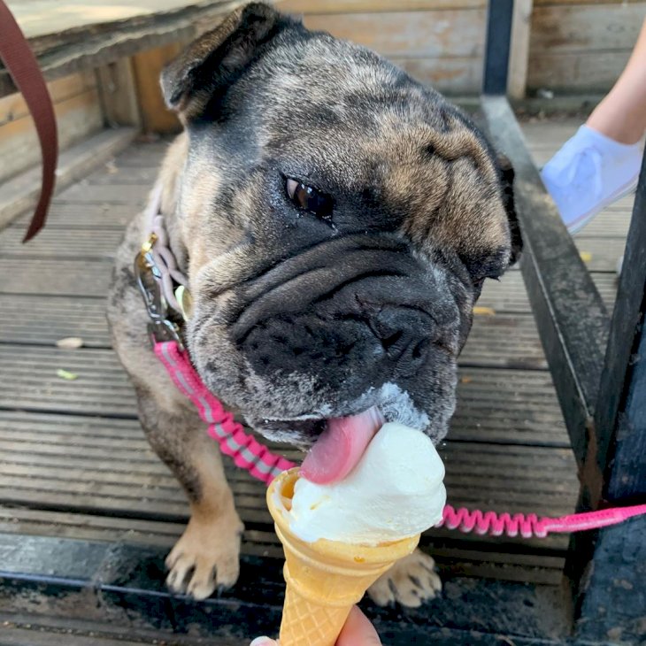 Image Credits: Instagram/betty_the_frenchie_bullpei