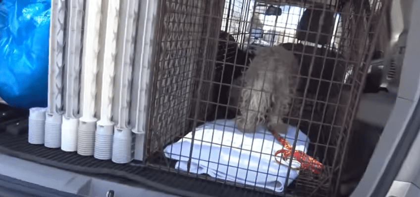 Image Credit: YouTube/Hope For Paws Image Credit: YouTube/Hope For Paws