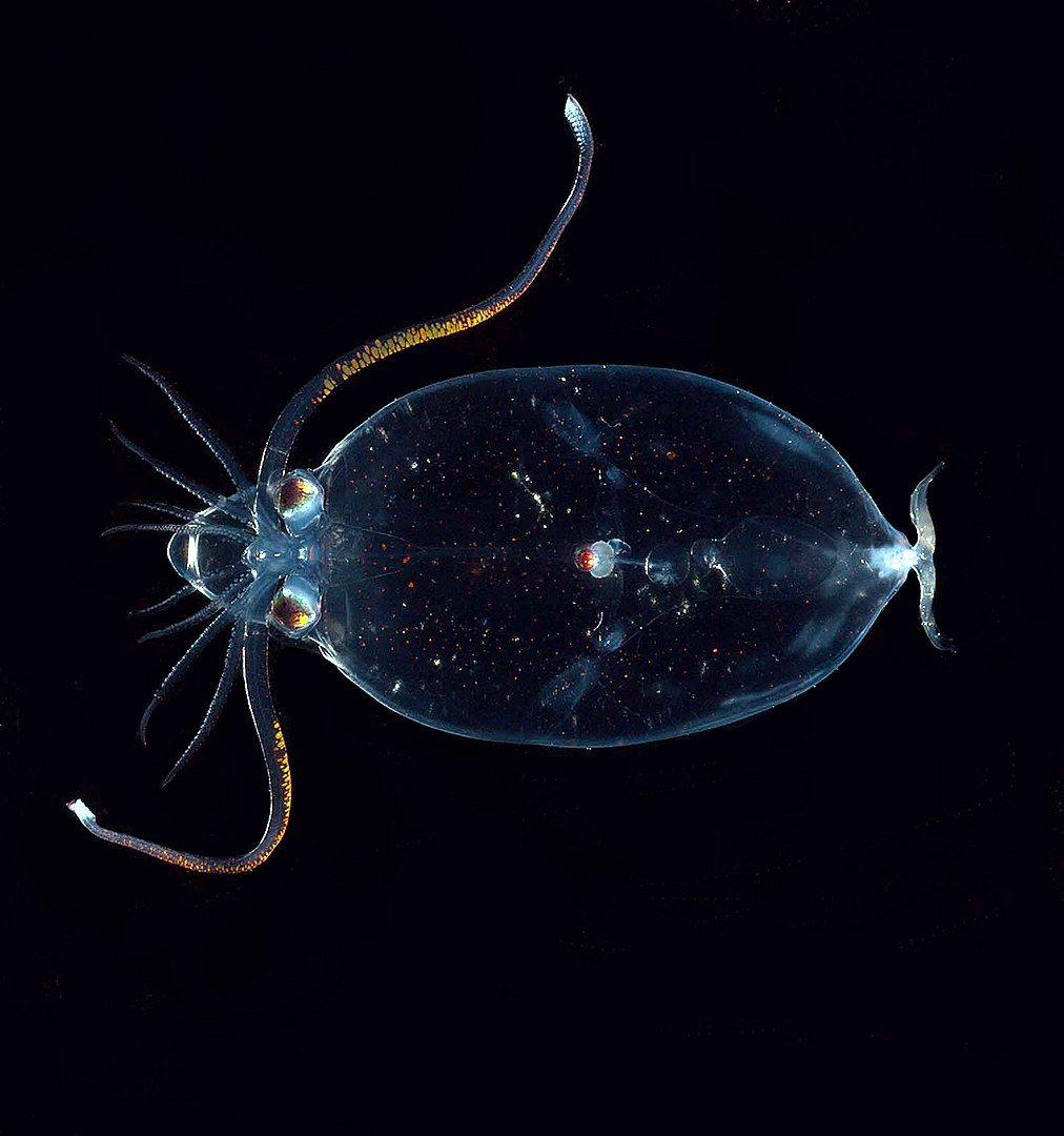 Image Credits: NOAA photo library Image Credits: NOAA photo library
