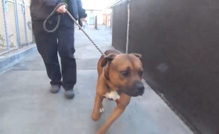 Crédito de imagen: Facebook/Saving Carson Shelter Dogs Crédito de imagen: Facebook/Saving Carson Shelter Dogs