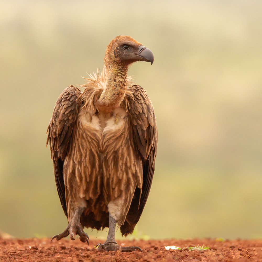 White backed vulture | Shutterstock