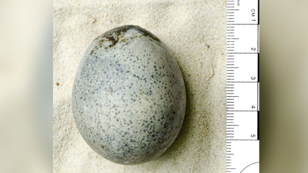 Image Credit: Oxford Archeology Image Credit: Oxford Archeology