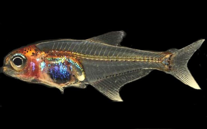 Image Credits: Aquarium Glasser Image Credits: Aquarium Glasser