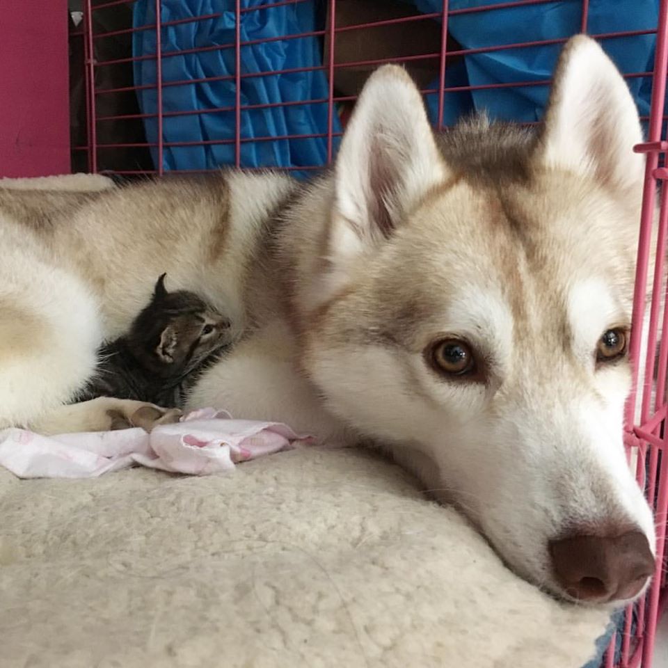 Image Credit: Facebook/Lilo The Husky Image Credit: Facebook/Lilo The Husky