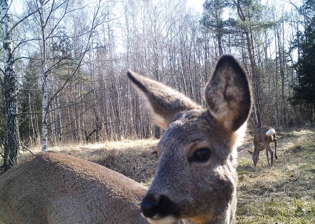 Nature In Chernobyl Chernobyl Wildlife Pics | How Chernobyl has become an unexpected haven ...