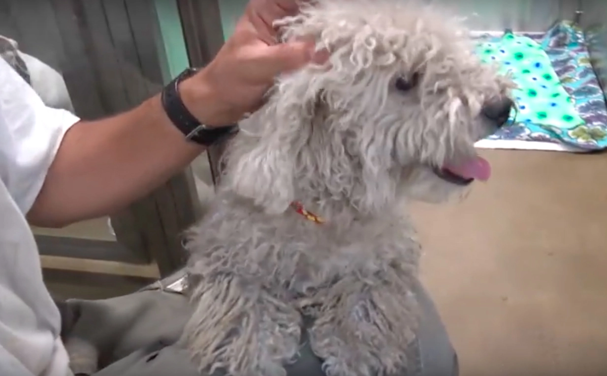 Image Credit: YouTube/Hope For Paws Image Credit: YouTube/Hope For Paws