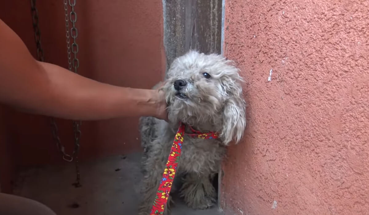 Image Credit: YouTube/Hope For Paws Image Credit: YouTube/Hope For Paws