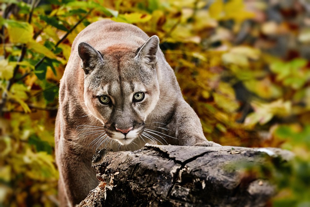 American cougar - mountain lion in the woods | Getty Images / Global Images Ukraine