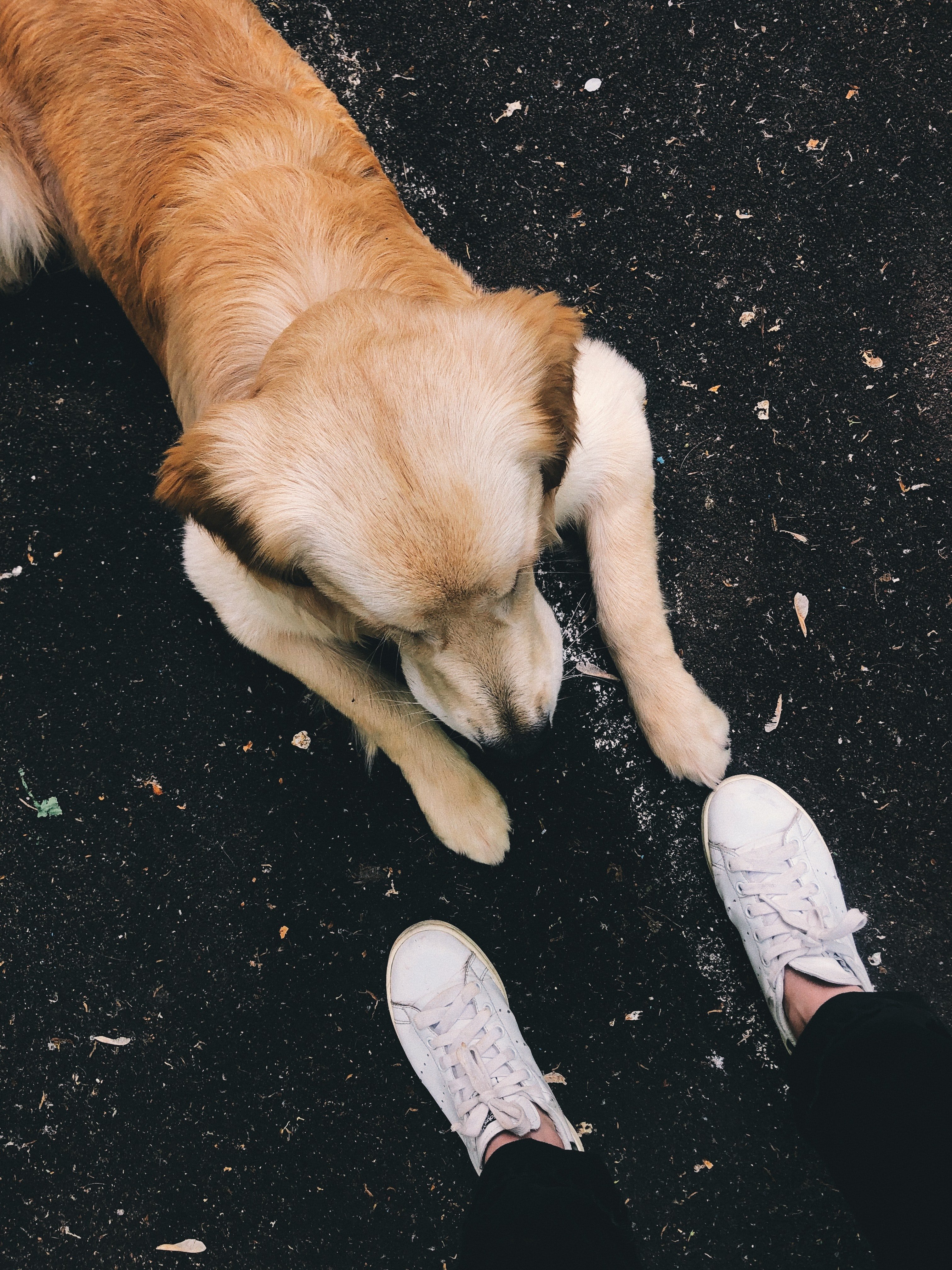 Ein Hund liegt vor den Füßen eines Menschen | Quelle: Pexels/Kira Schwarz