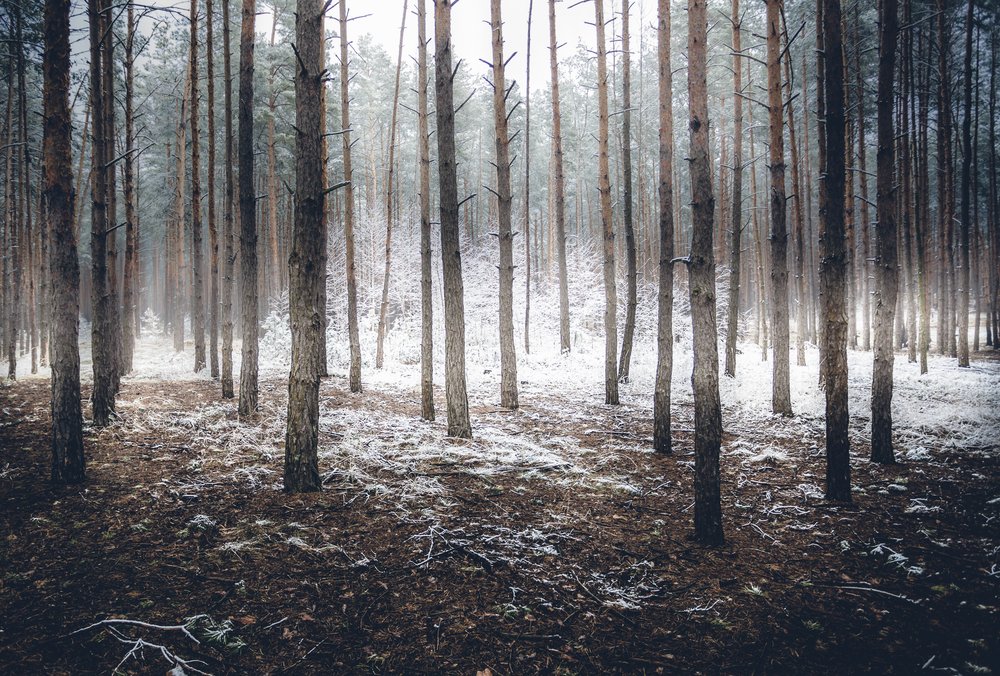 Landscape of spooky winter forest covered by mist | Shutterstock