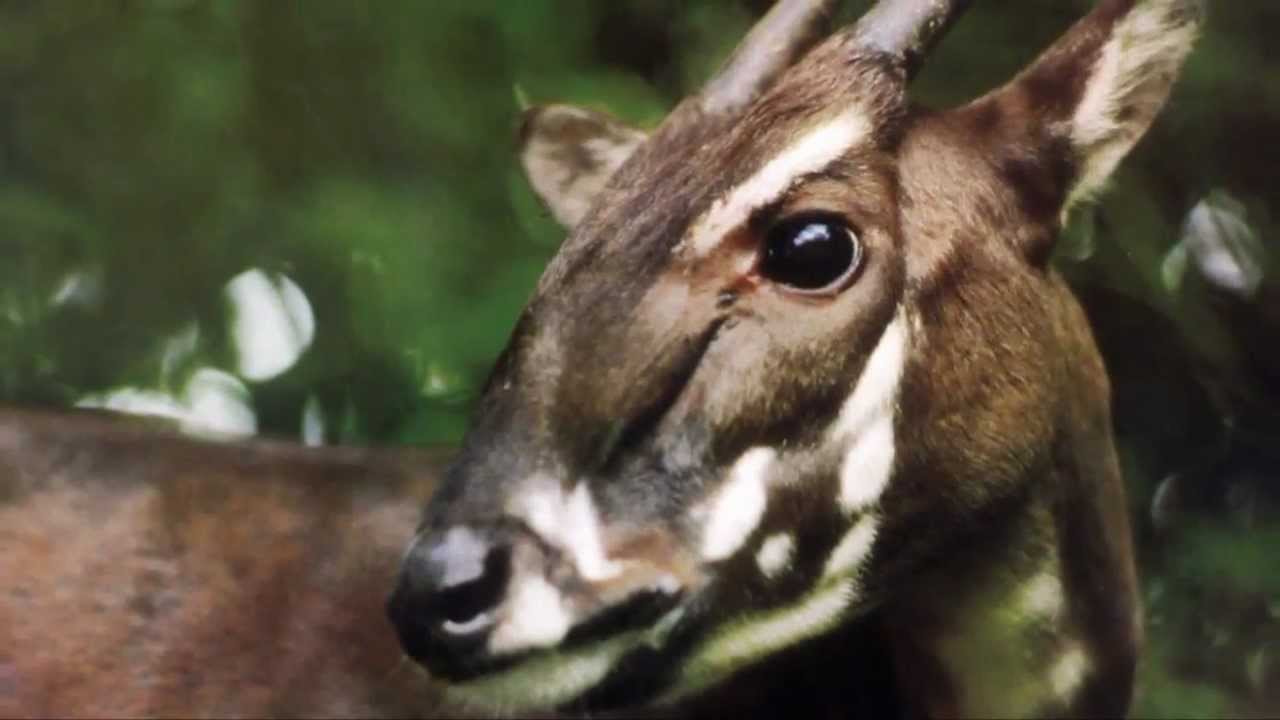 Image Credit: WWF Image Credit: WWF