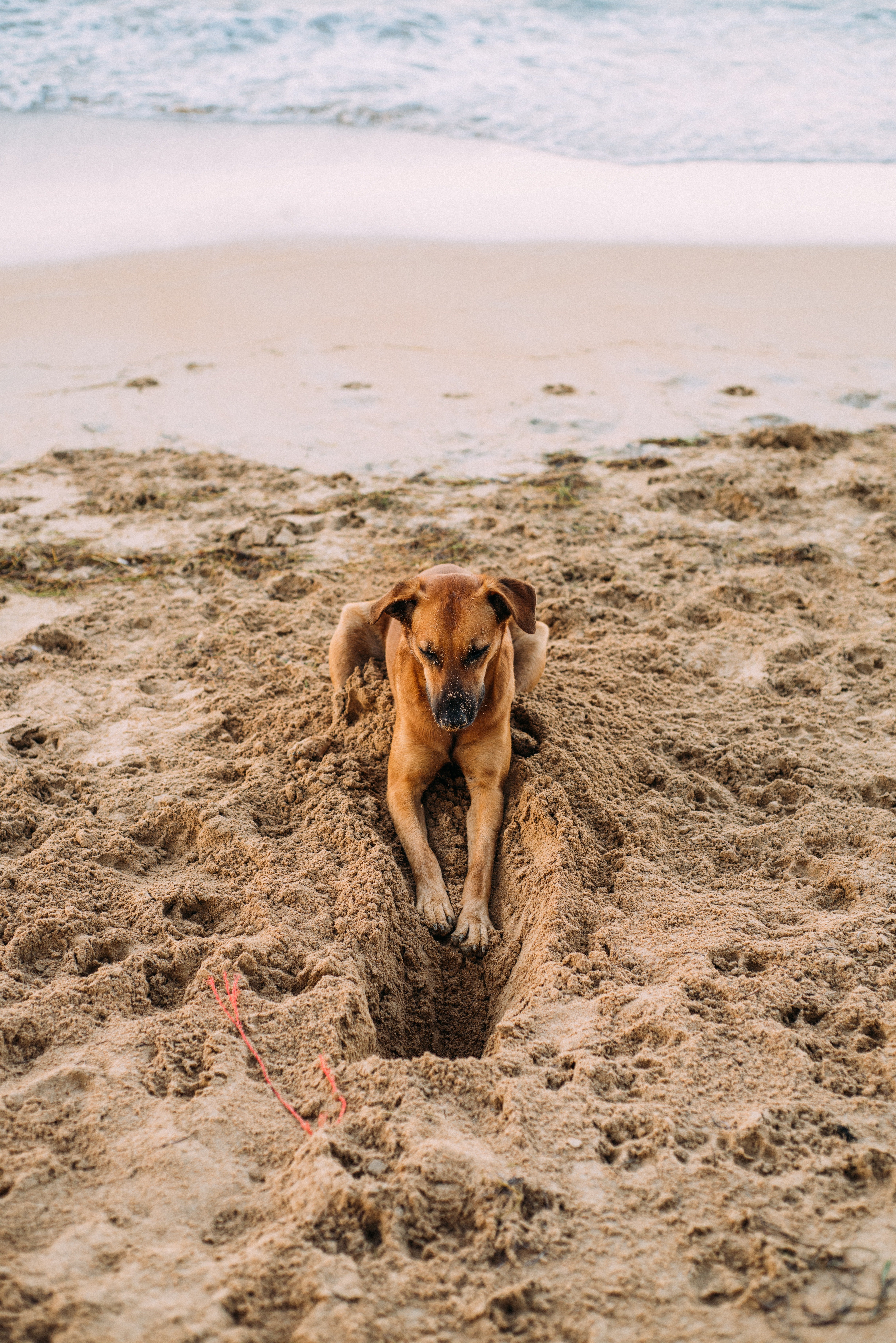 Hund buddelt im Sand | Quelle: Pixabay