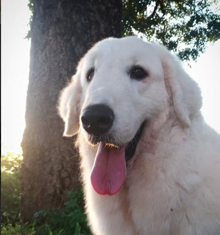 Créditos de imagen: Instagram/aurora.a.kuvasz Créditos de imagen: Instagram/aurora.a.kuvasz