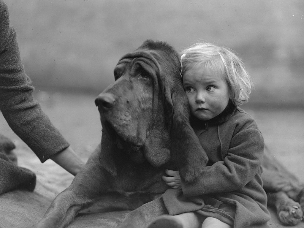 A little girl hugs Leo of Reynalton, the six-time champion bloodhound, in Birmingham, England, 1935. Image Credit: Getty Images A little girl hugs Leo of Reynalton, the six-time champion bloodhound, in Birmingham, England, 1935. Image Credit: Getty Images