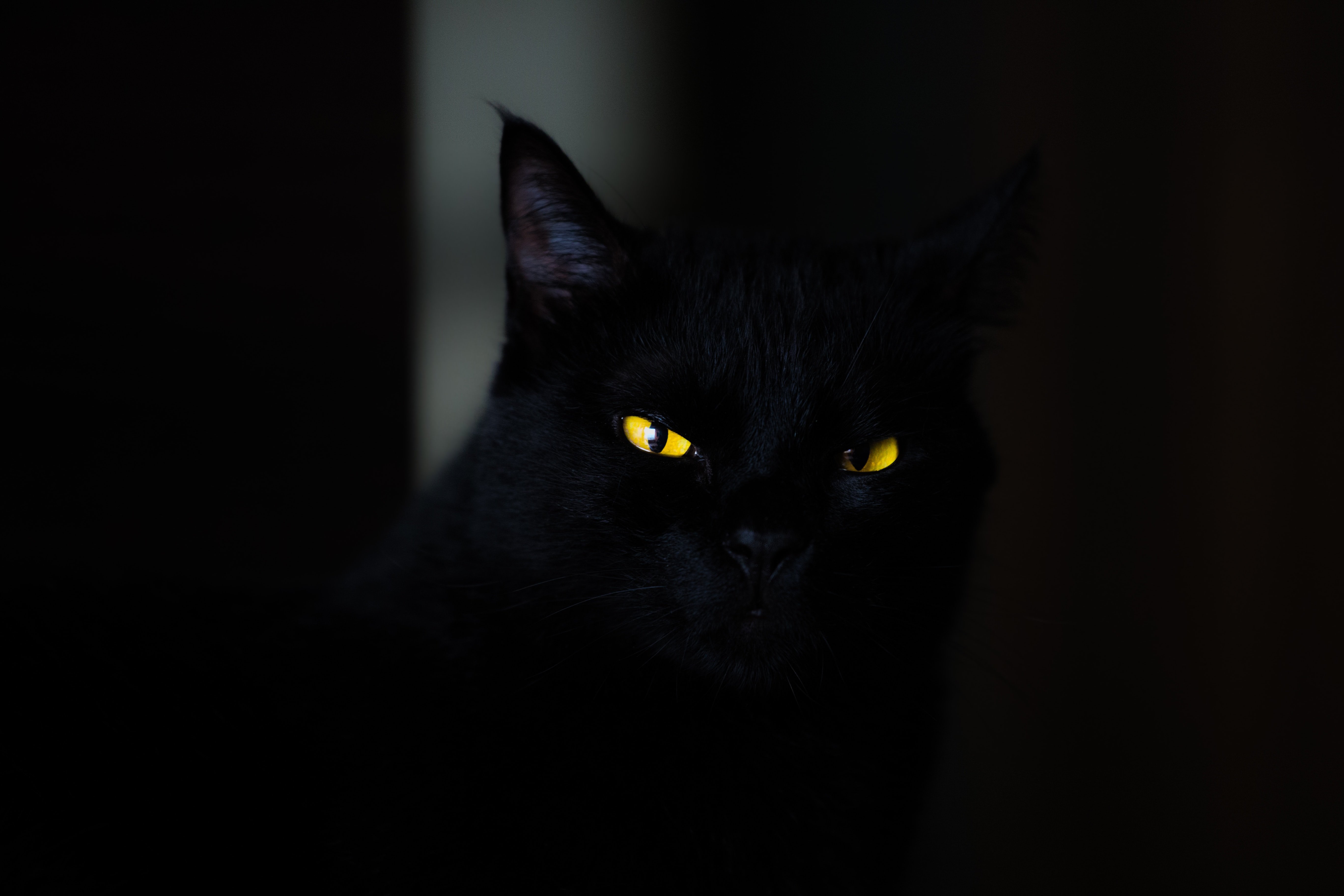 Glowing cat eyes in the dark | Photo by Eduardo Mallmann on Unsplash