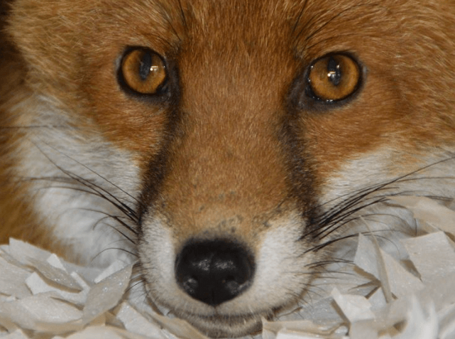 Crédito de imagen: Facebook/National Fox Welfare Society Crédito de imagen: Facebook/National Fox Welfare Society