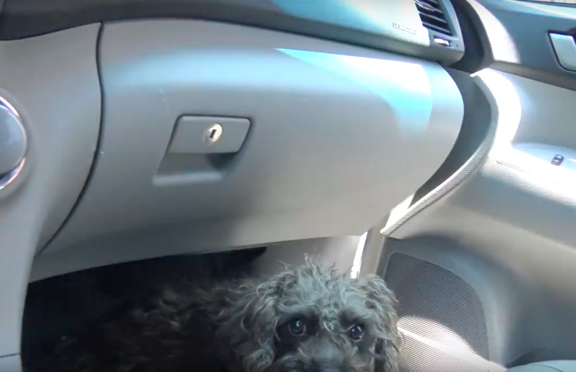 Image Credit: YouTube/Hope For Paws Image Credit: YouTube/Hope For Paws
