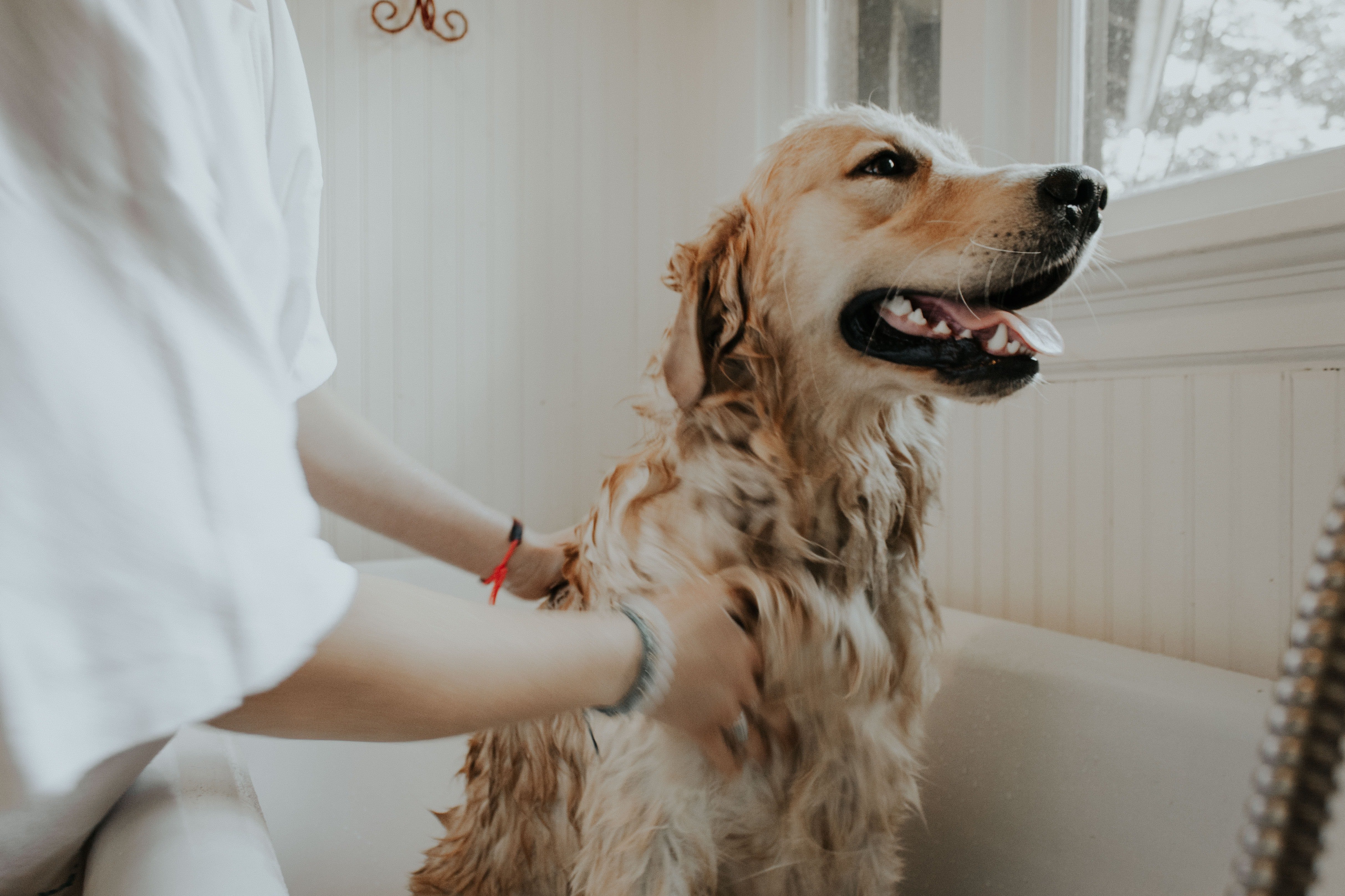 brilliant-ideas-to-reduce-excessive-shedding-in-dogs