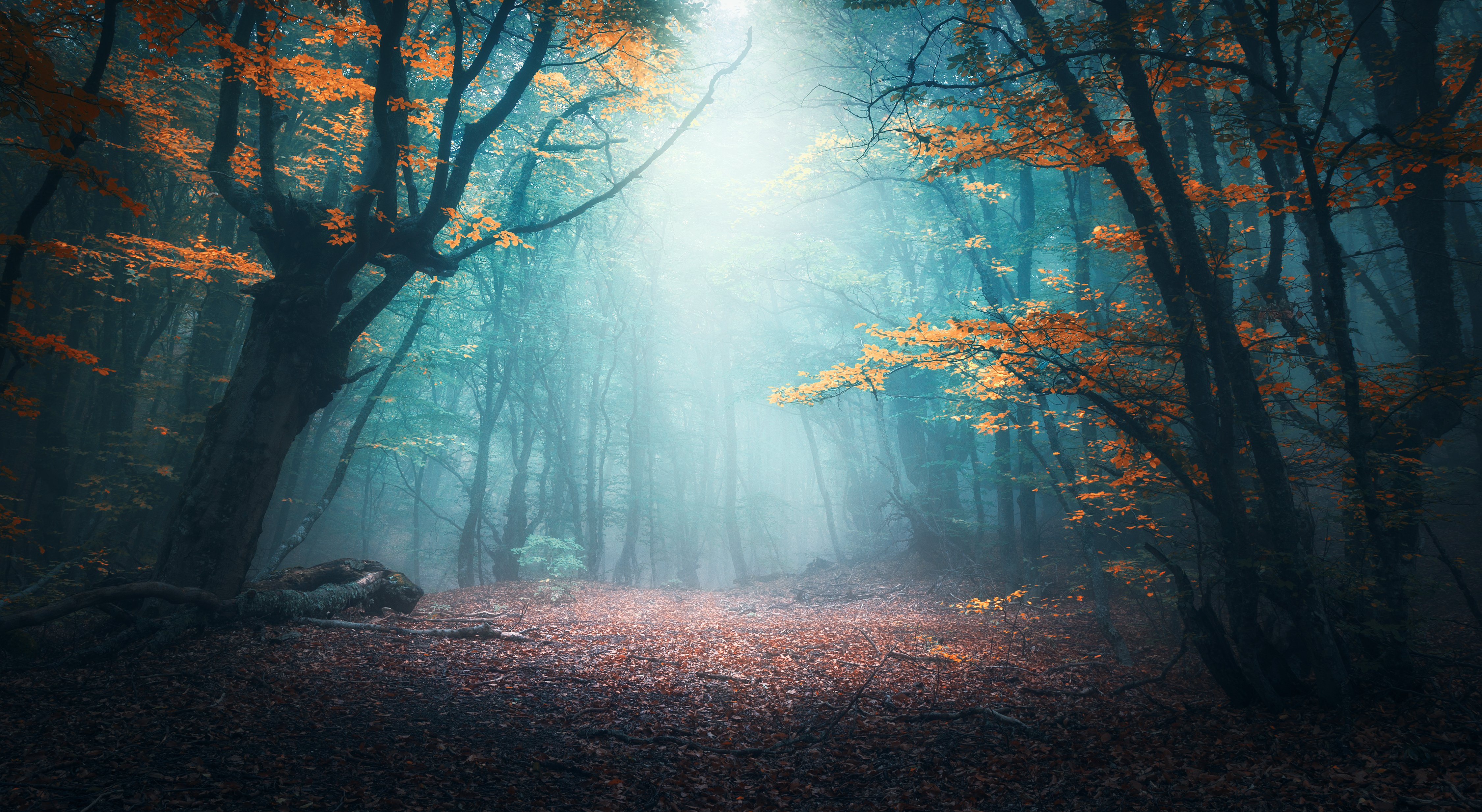 A scary forest | Shutterstock