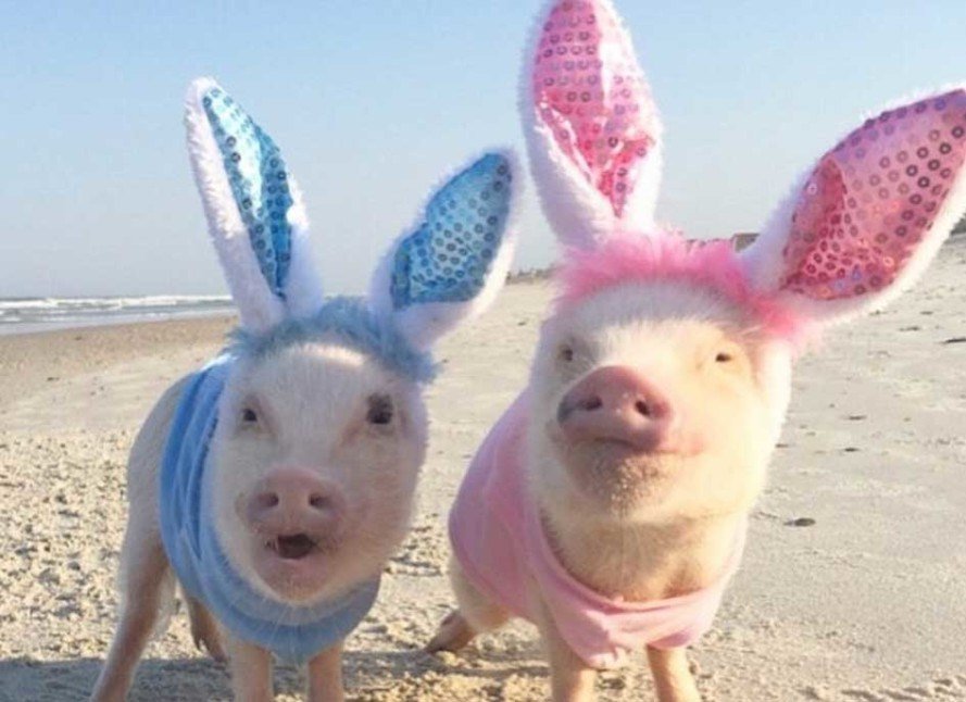 Image Credit: Instagram/prissy_pig