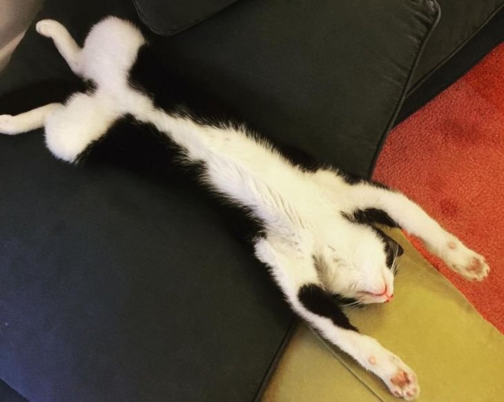 Crédito de imagen: Instagram/kevinkittycat Crédito de imagen: Instagram/kevinkittycat