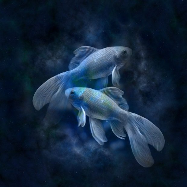 Crédito de imagen: Pixabay Crédito de imagen: Pixabay